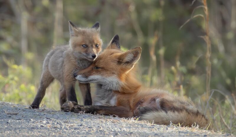 A quiet moment between mother and kit - Original Content