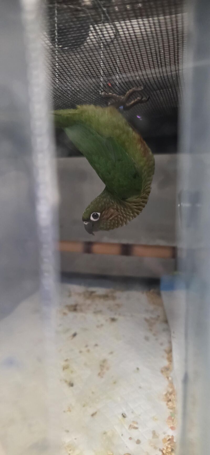 I think he identifies as a bat