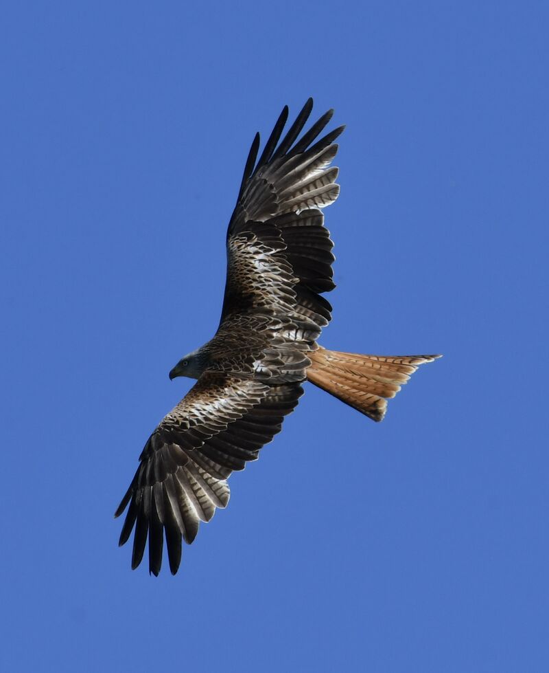 Got my first DSLR yesterday, proud of this shot.