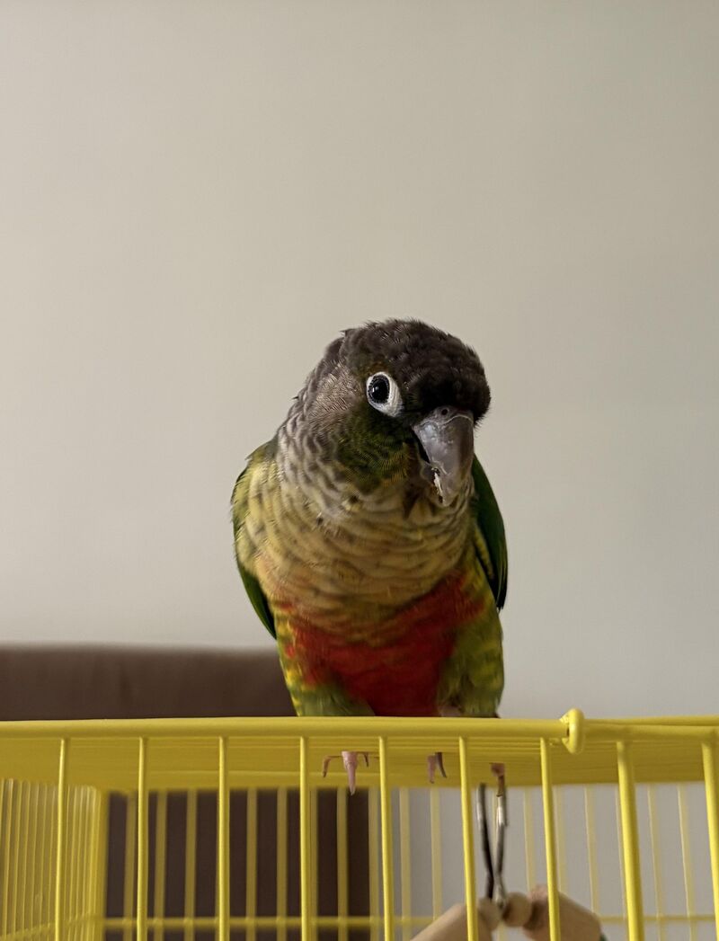 how do i make my conure stay after stepping up?