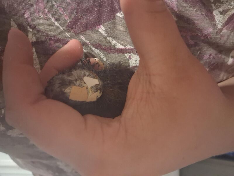 How do I get this stuck eggshell off of my chick's head?