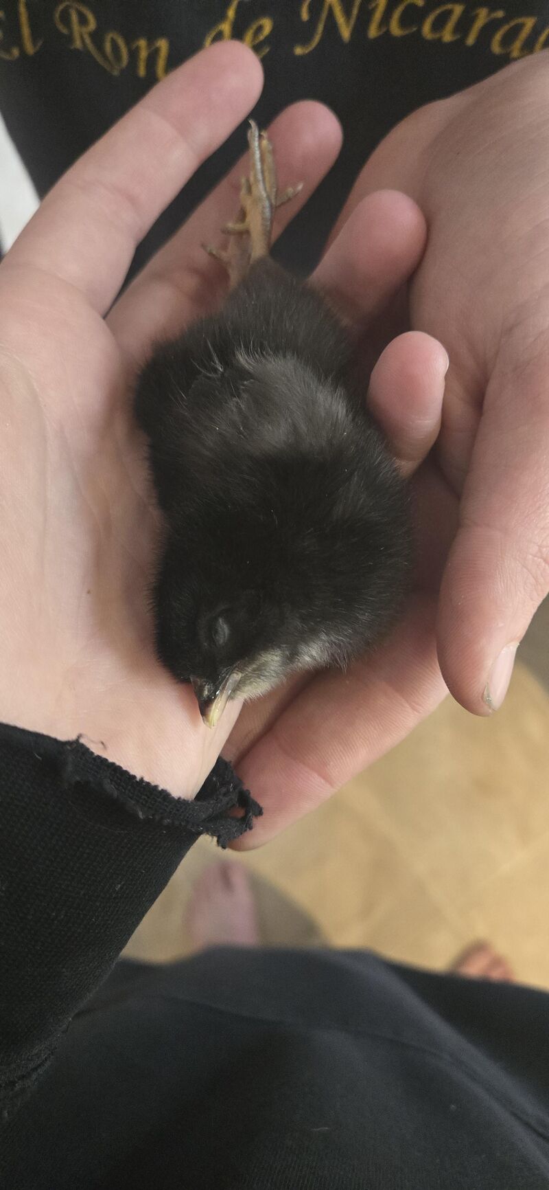 1 day old chicken acting strange.
