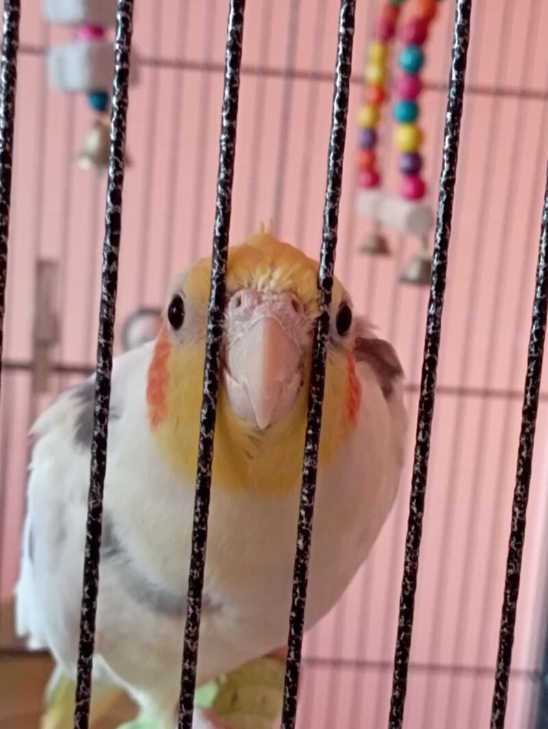 Taming a cockatiel who's obsessed with our budgies?