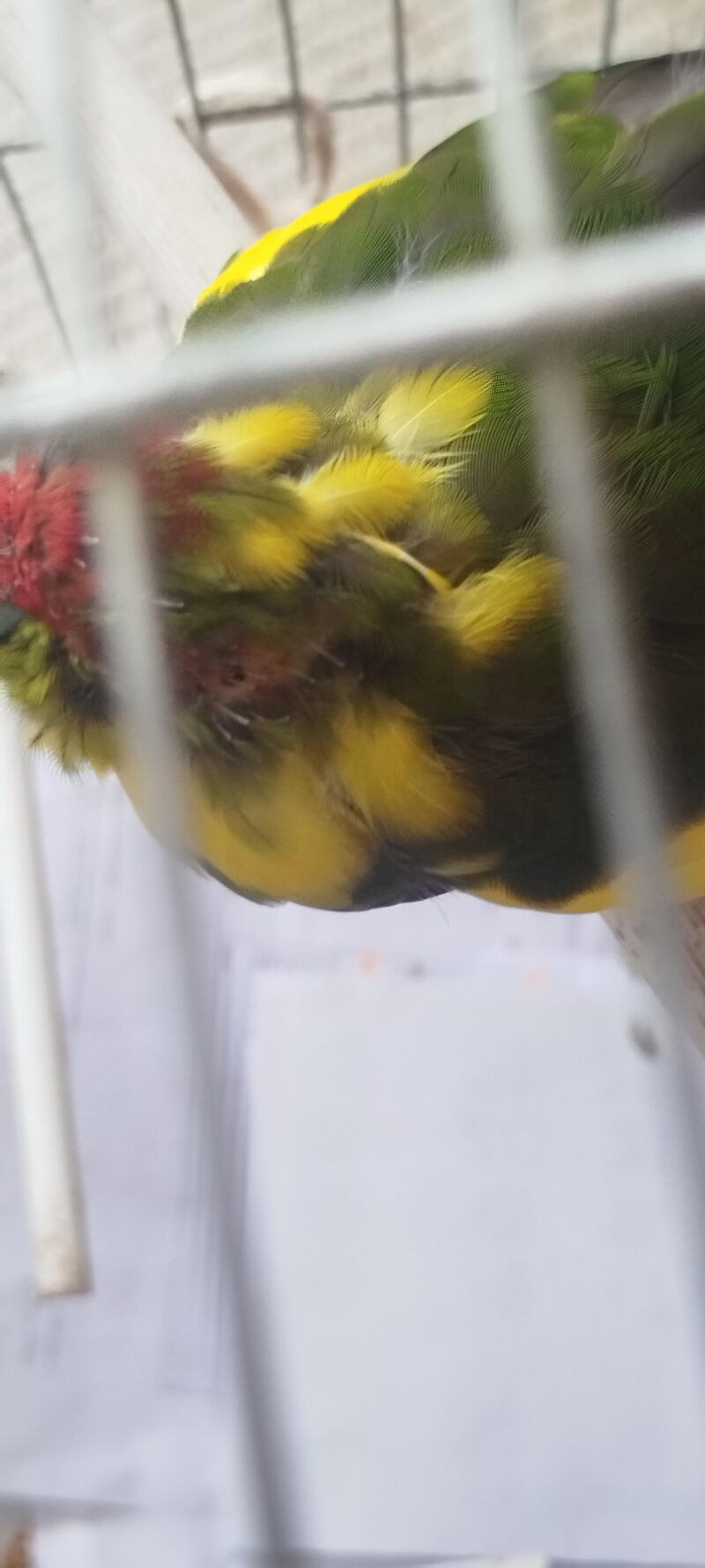 New feather with the shell still on