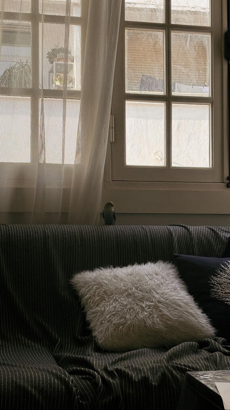 How can I lure him back to his cage