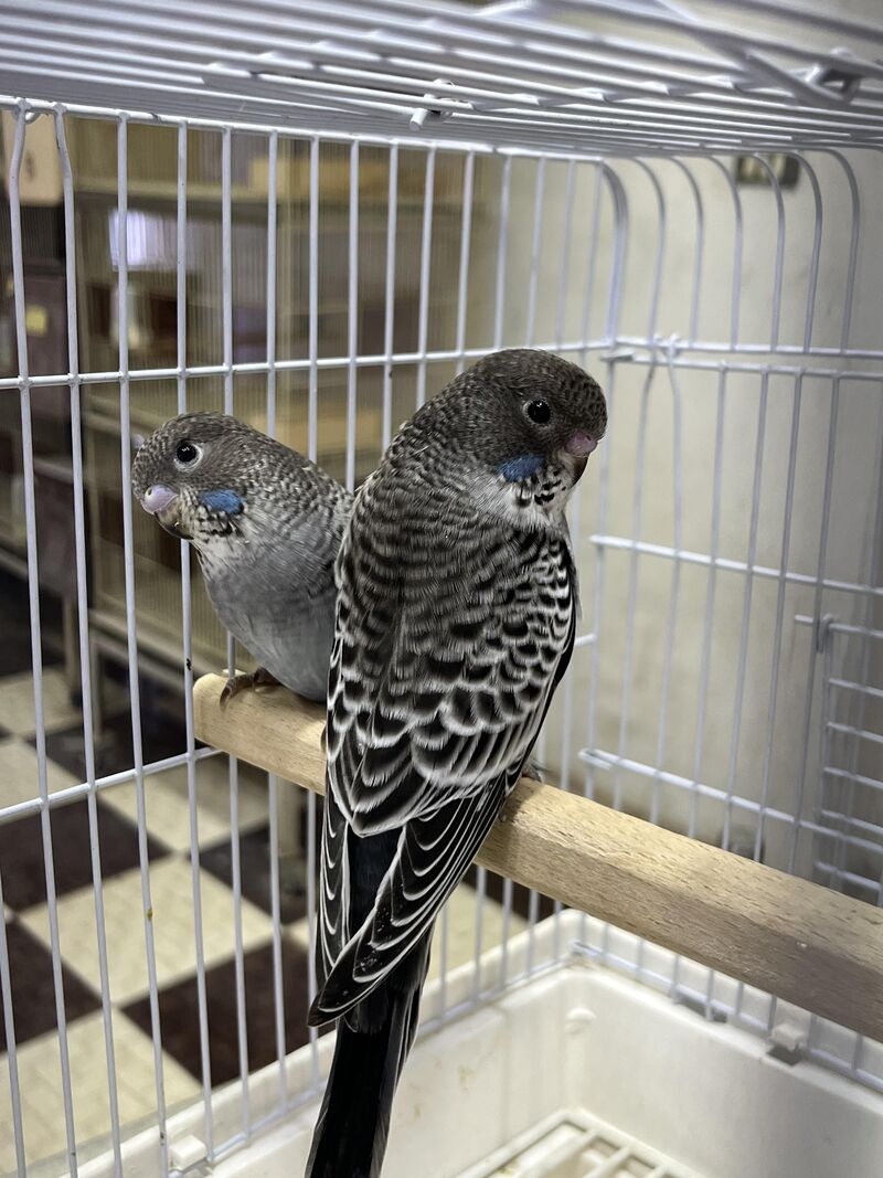 the Brazilian Montenegro Budgies