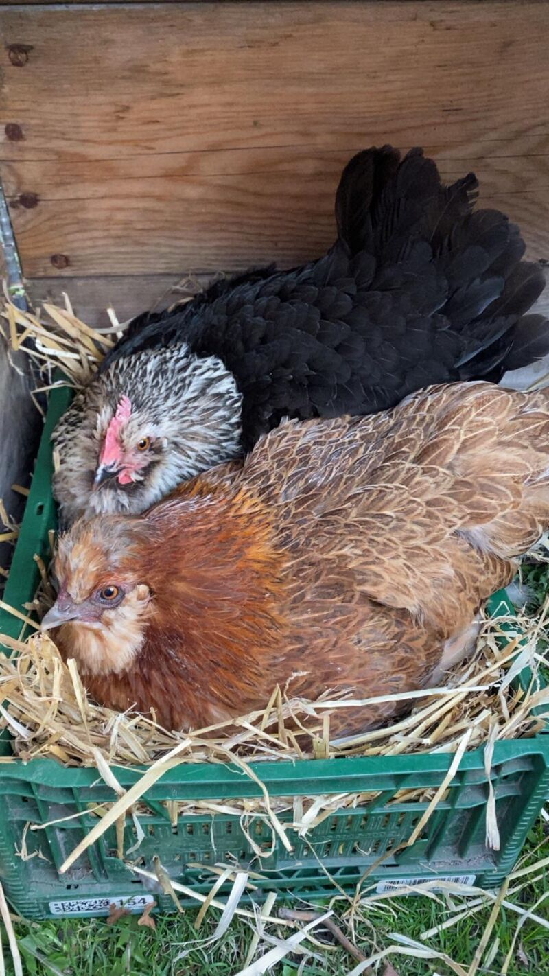 When your best friend is also broody 😍