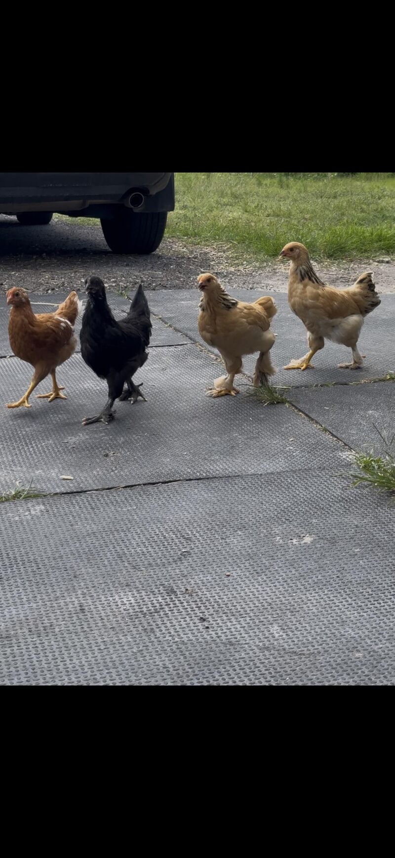Does it look like we got any roosters?