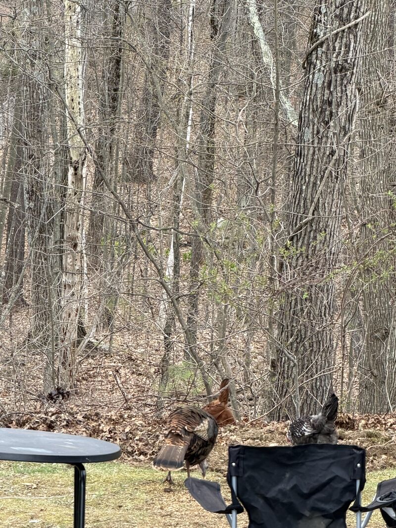 Apparently we have a wild turkey trying to join the flock