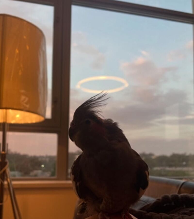 Our beloved pet Zoe passed away last night. She was truly the sweetest and best little girl.