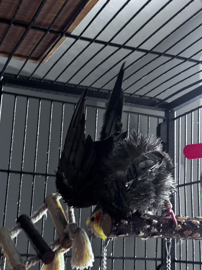 HeiHei, dabbing on em