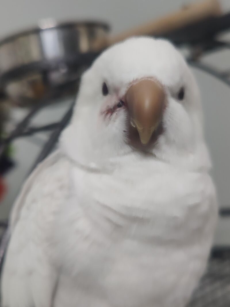 Should we go to the vet?