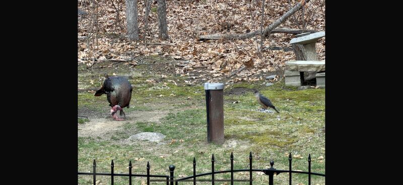 Interesting crew out back today. Cooper, Turkey and a late Dove. Sorry for the cell pic.