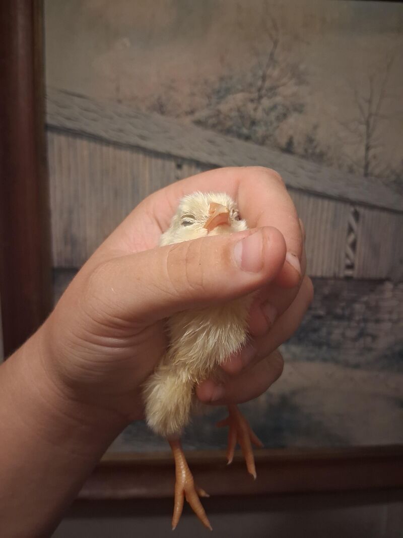 This little baby got very comfy