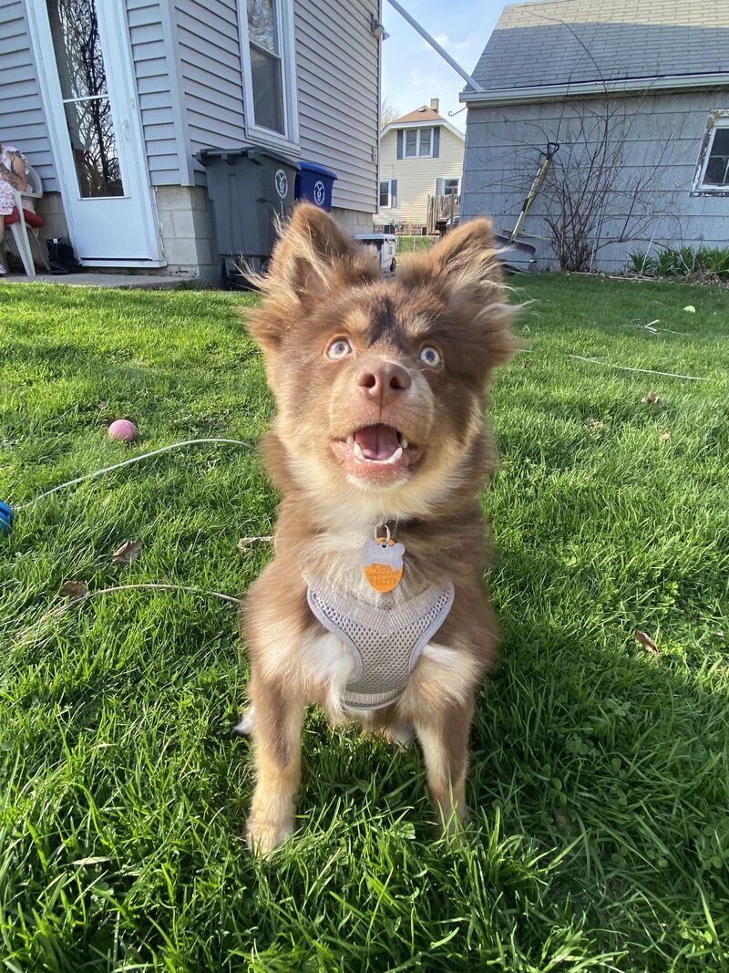 My 6 month old puppy loves this summer weather!