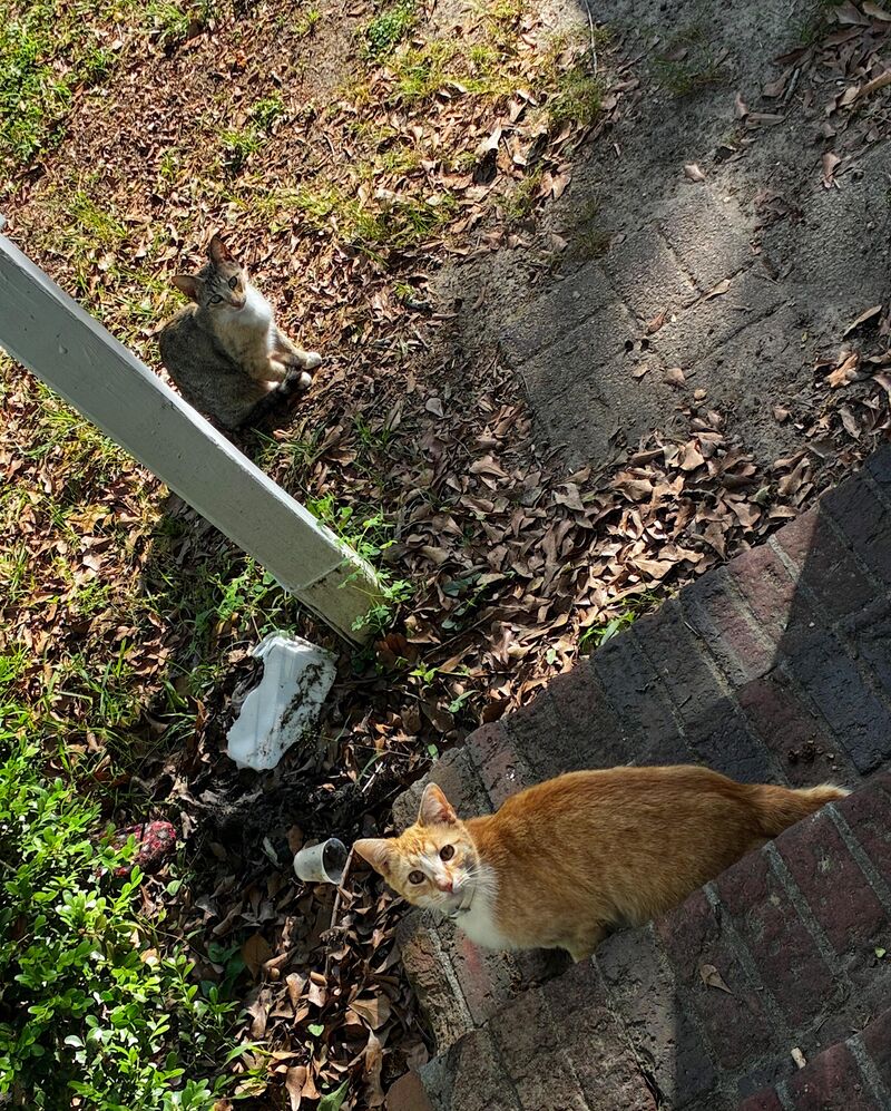 Meet Orange and Pickle!! I moved here recently, and these cats was always at the door, so I took them in as my own.