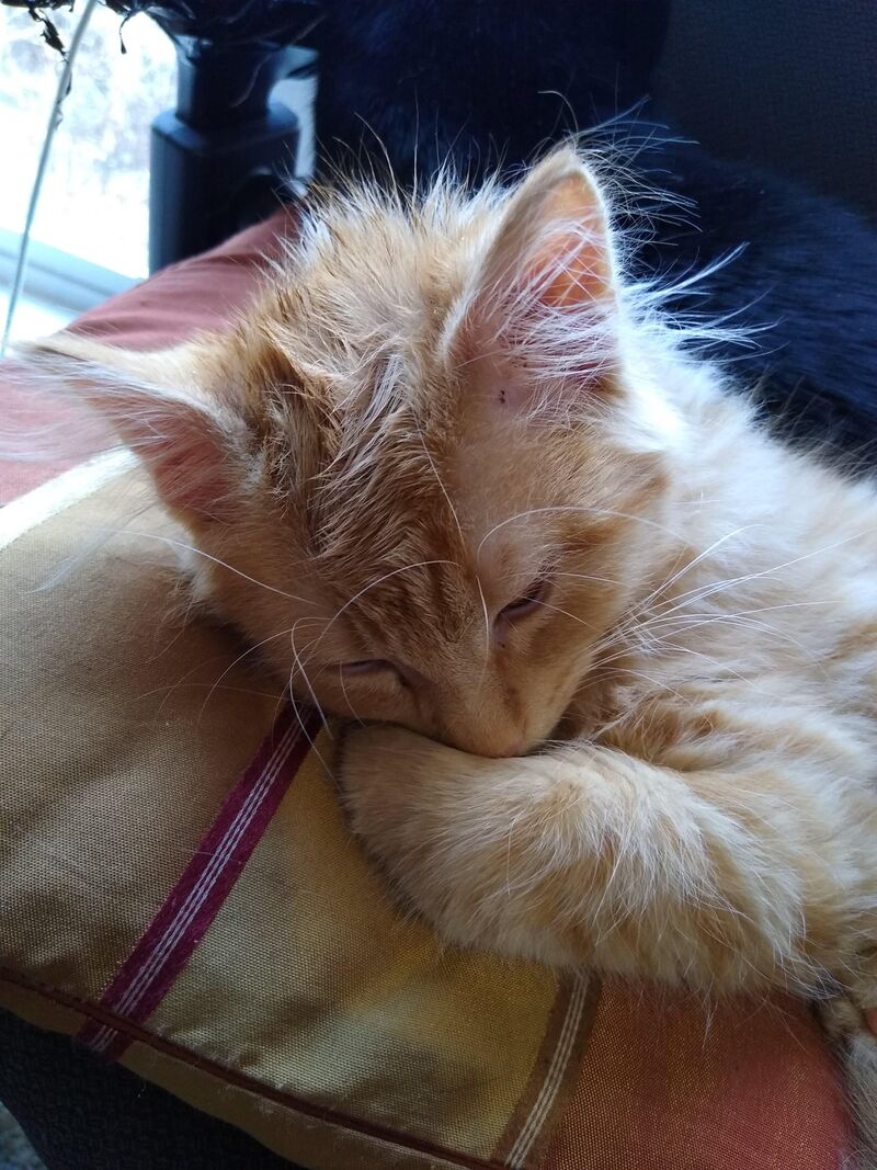 Kitty snuggling down for a nap