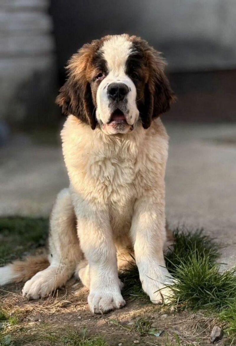 big paws, soft heart, 100% good boy