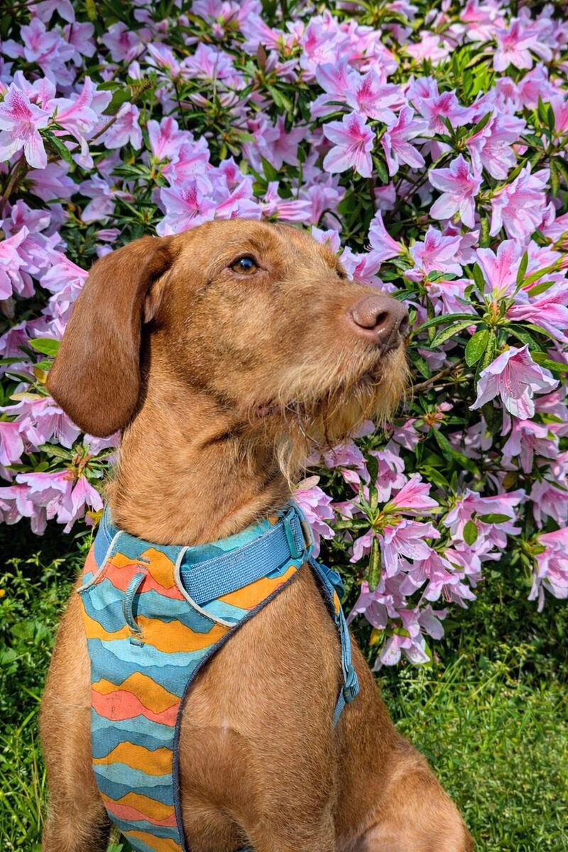 Spring Portrait Time