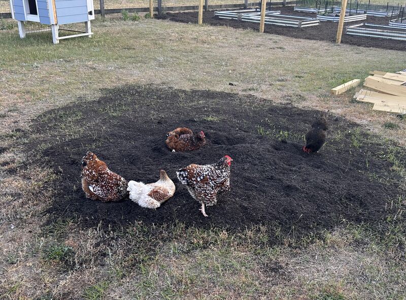 Ordered some compost… seems to be full of chicken weeds