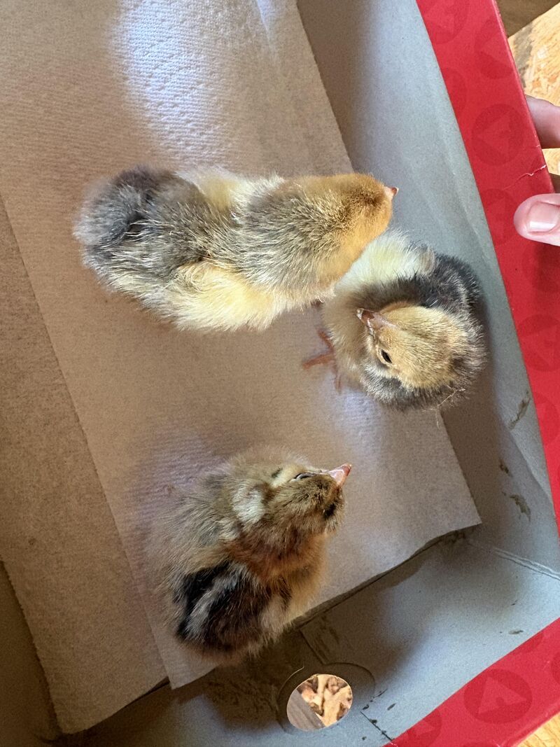 What can cause this coloring?