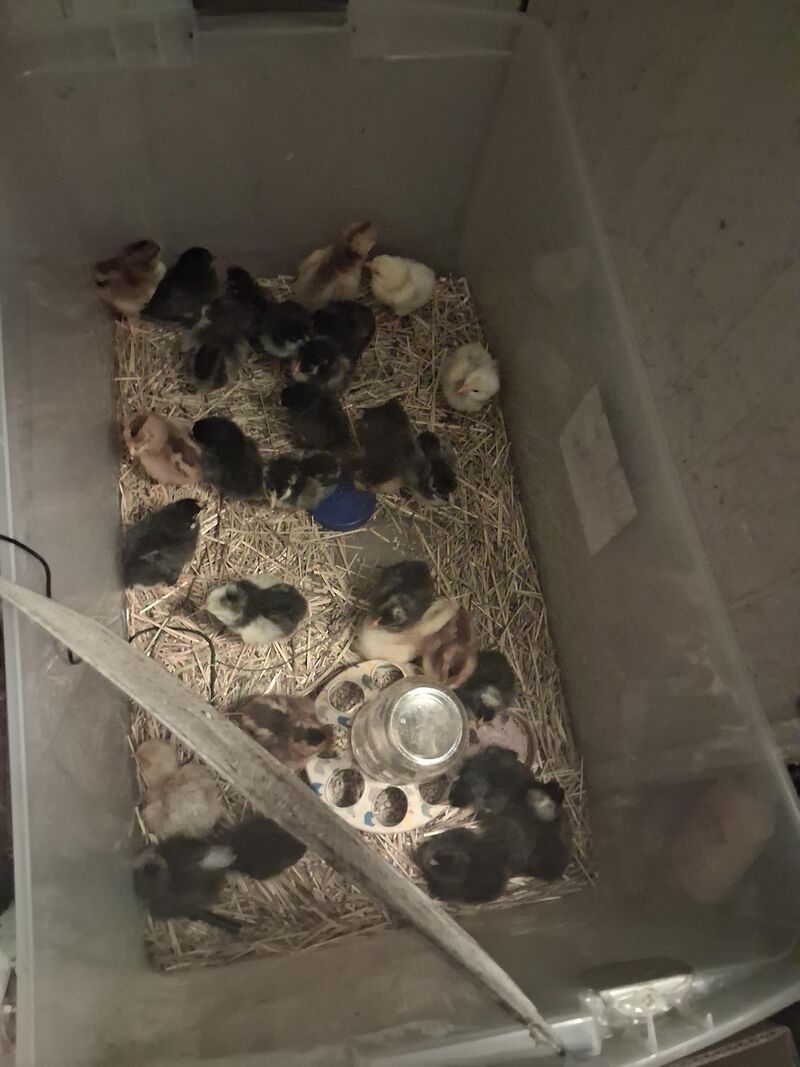 Definitely going to need a bigger brooder tomorrow..