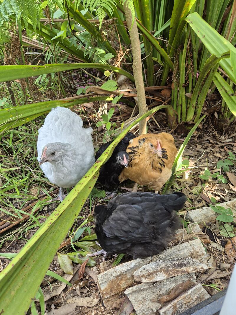 Please help.. avocado poisoning?