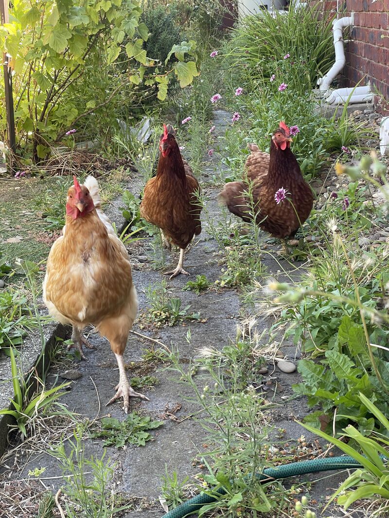 Reduced egg production on 1.5 years old Isa