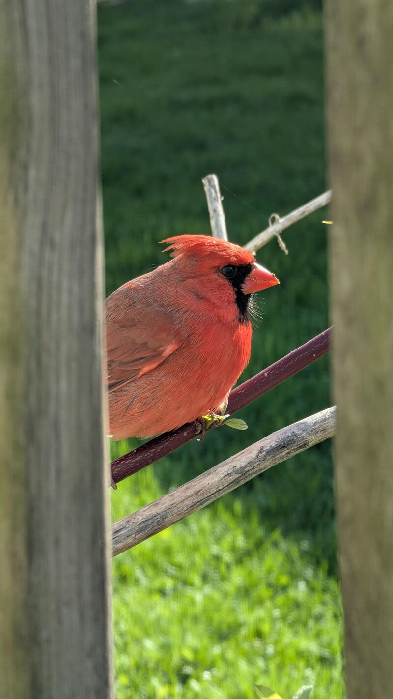 dude landed like 2 feet from my face while i was smoking weed