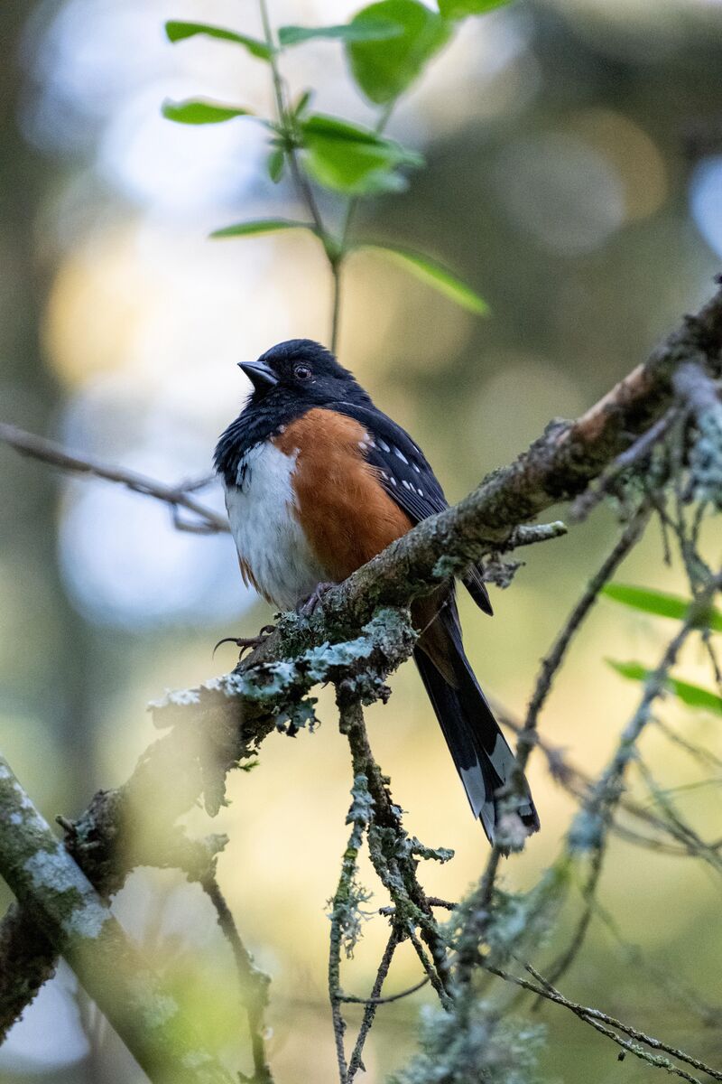 Spotted Towhee this morning.
