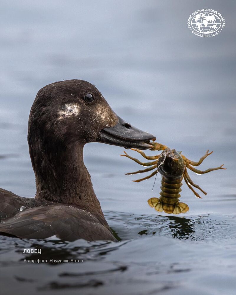 Scoter and its dinner