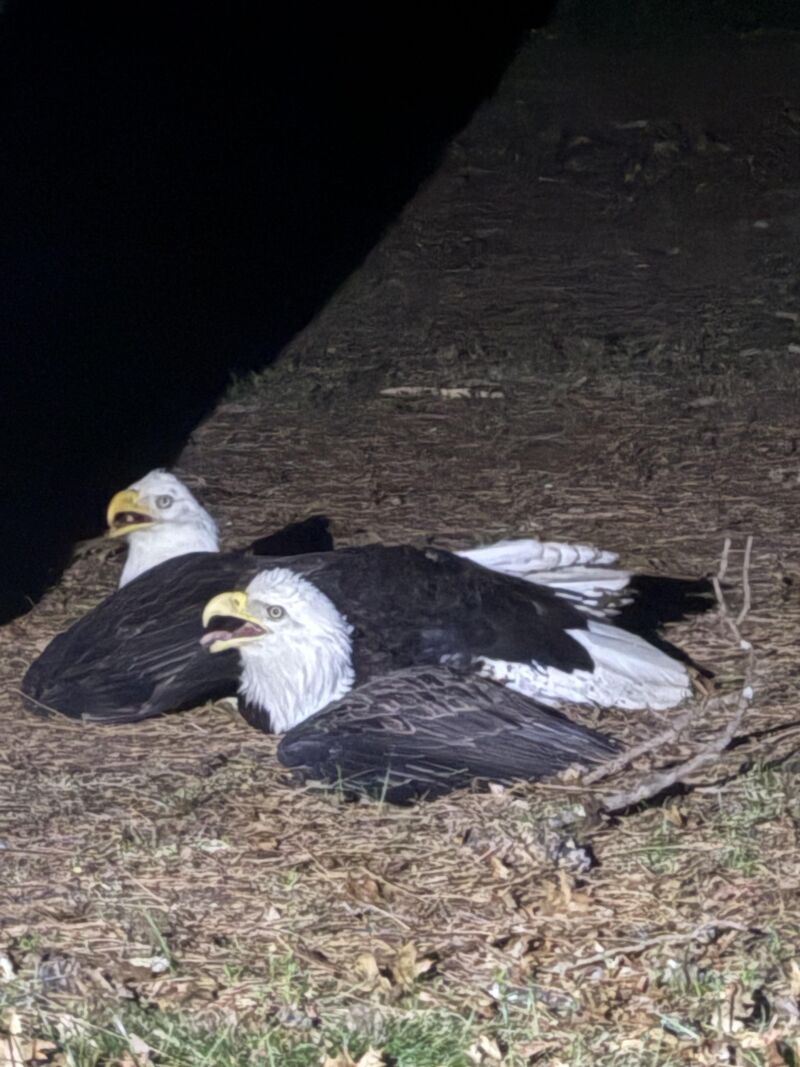 These bald eagles crash landed during a dispute - gripping each other with their talons, both birds were unwilling to let go.