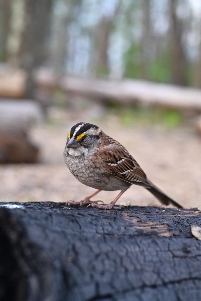 White Throated Sparrow