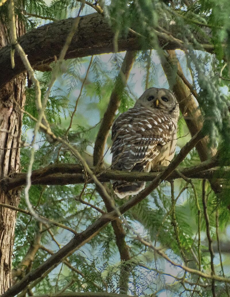 Found my first Barred Owl this morning!