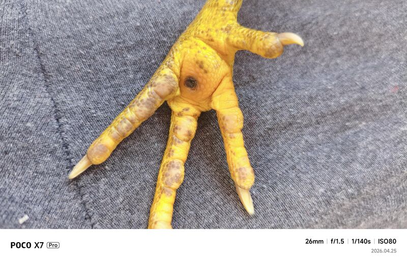 There is a black scab on my rooster footpad.How should I treat this at home?