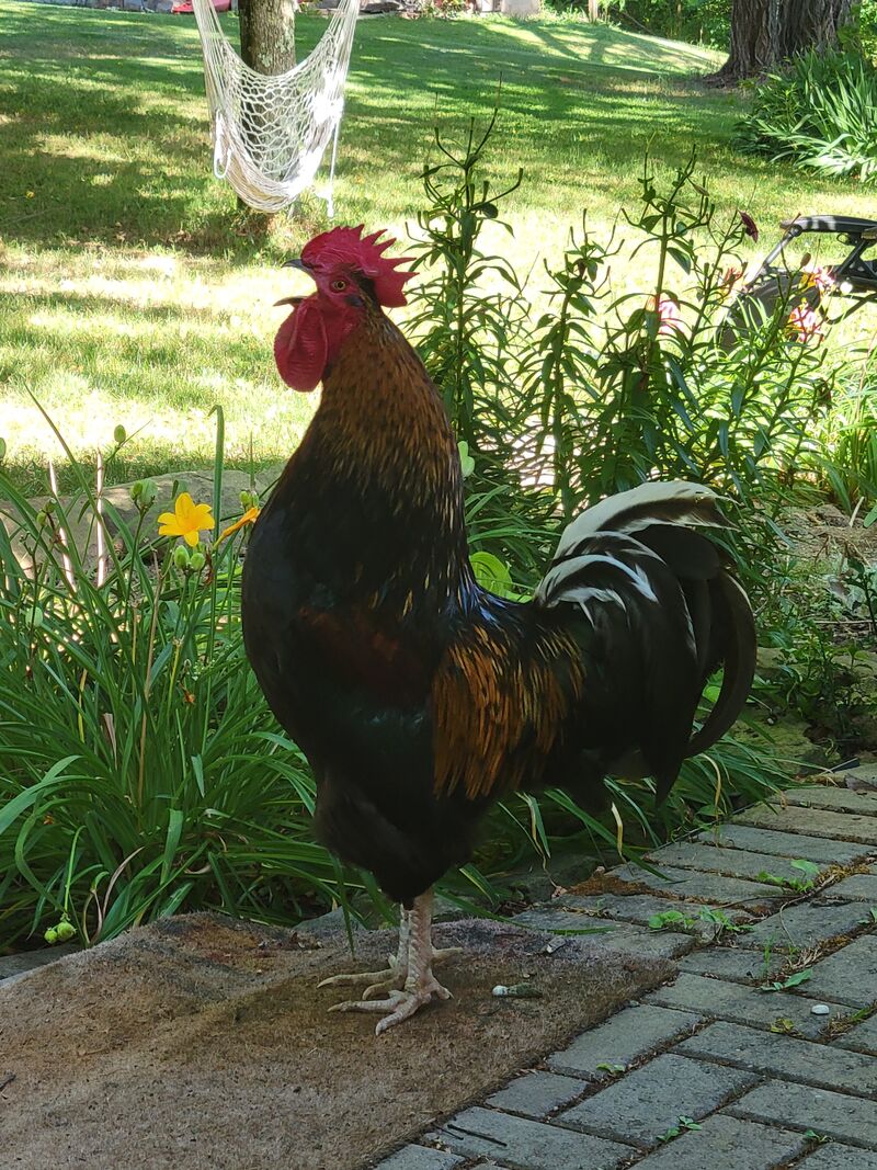 Karl gave his life protecting his ladies today.