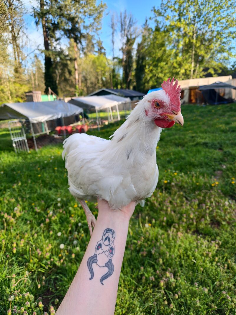 My neighbor gave us this chicken today. Can anyone tell the sex and breed?