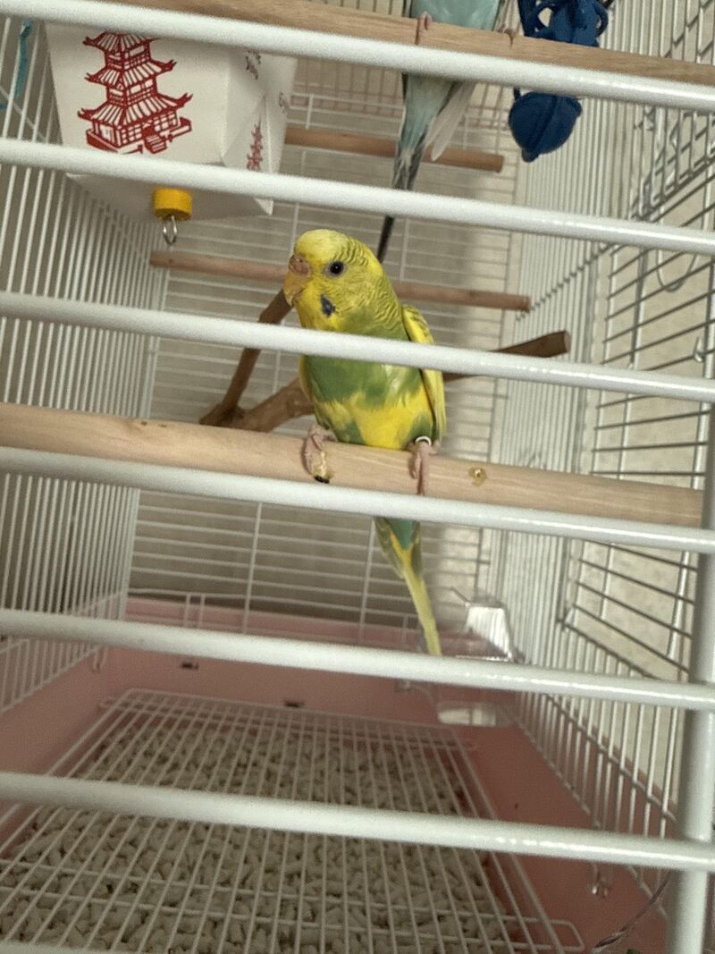 Hi guys got my other parakeet a friend! Don’t know what to name it because idk the gender 💕