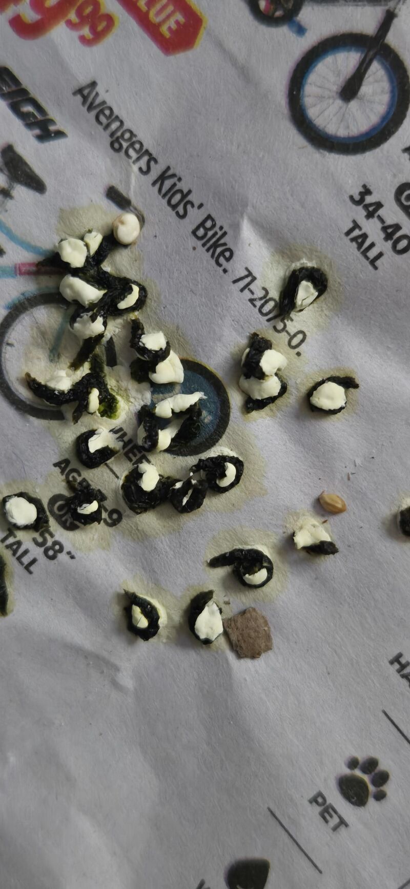 is this normal poop for a 3-6 month old budgie?