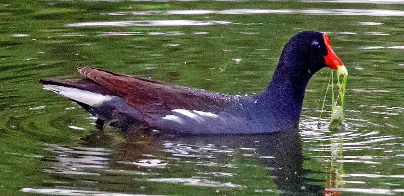 Common gallinule: Second lifer of March vacation