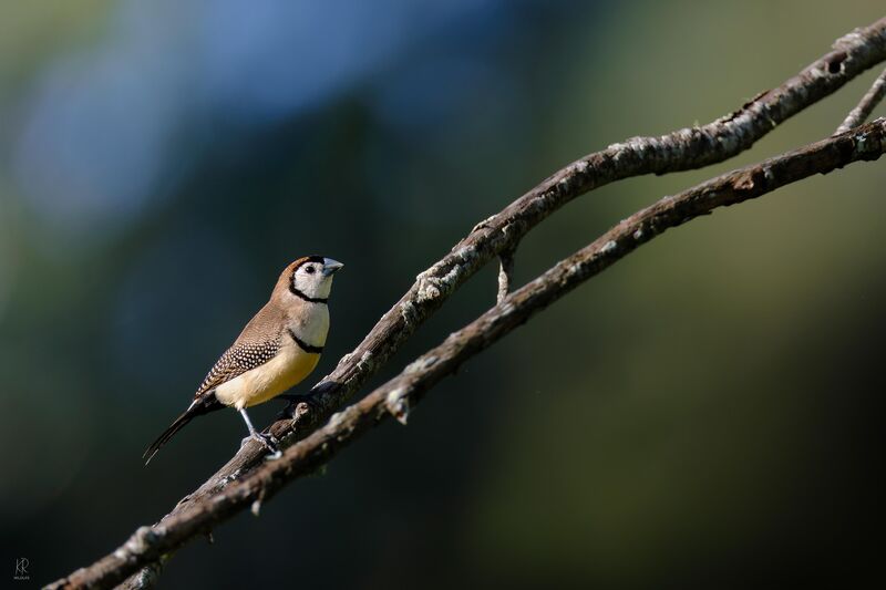 Double Barred Finch striking a pose