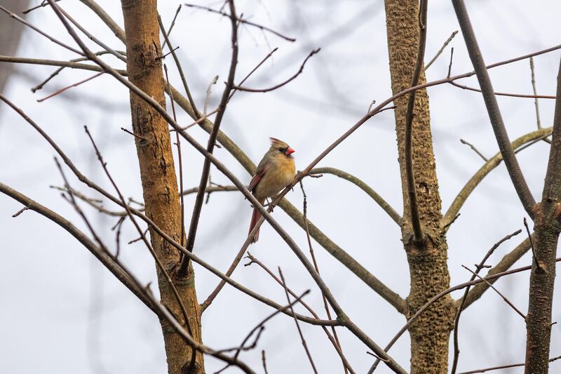 I usually can’t get this close to cardinal’s with my shorter lens. This little lady was putting on a show for me. Wisconsin, USA