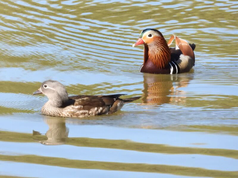 Male and female Mandarin ducks .