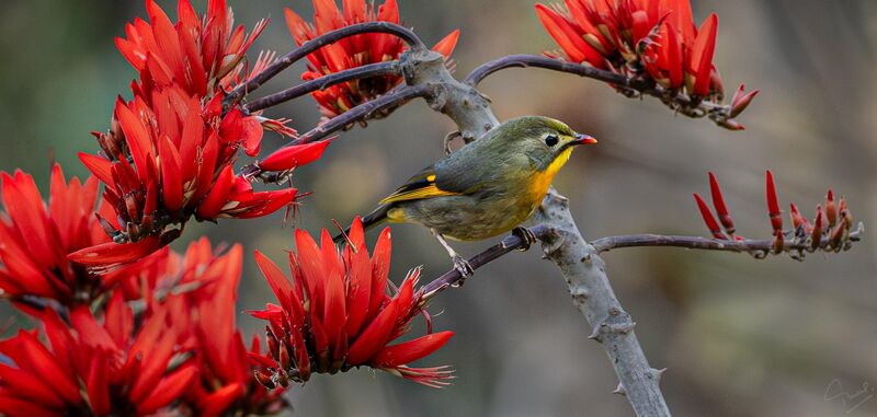 Red-billed Leiothrix Clicked at Chakki Modd, Himachal (India)