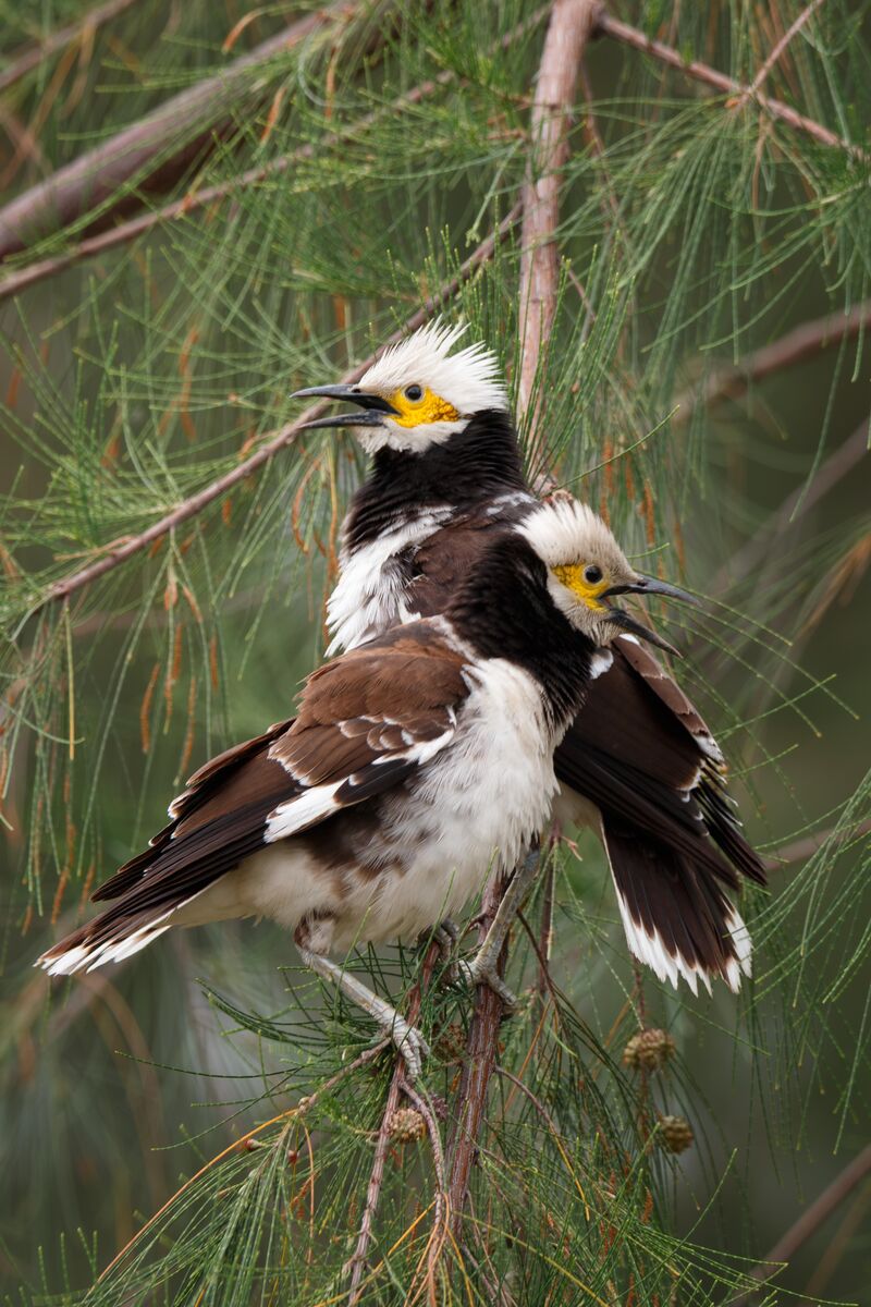 Black-collared Starling
