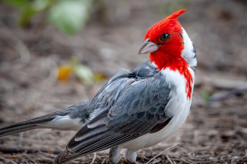 Red-crested Cardinal - Oahu Hawaii