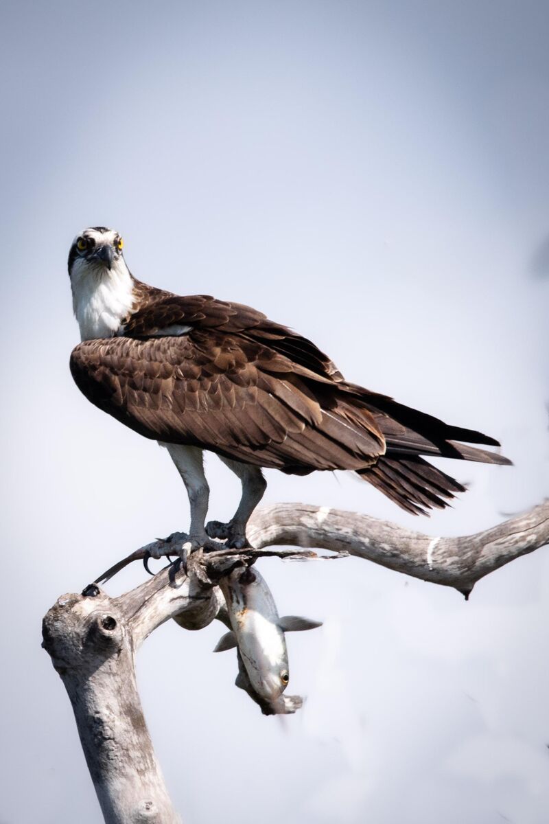 Osprey with a Little Lunch! | Lover's Key, Florida | 2025