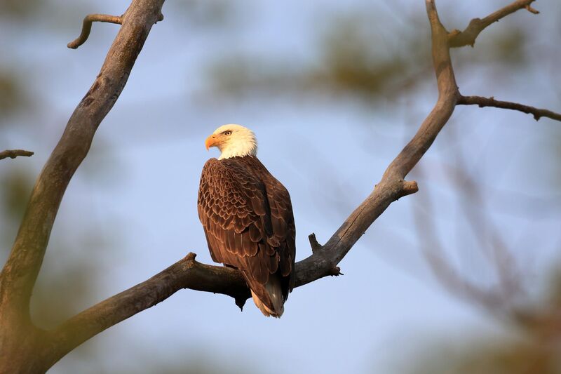 Snapped a smiling Bald Eagle today!
