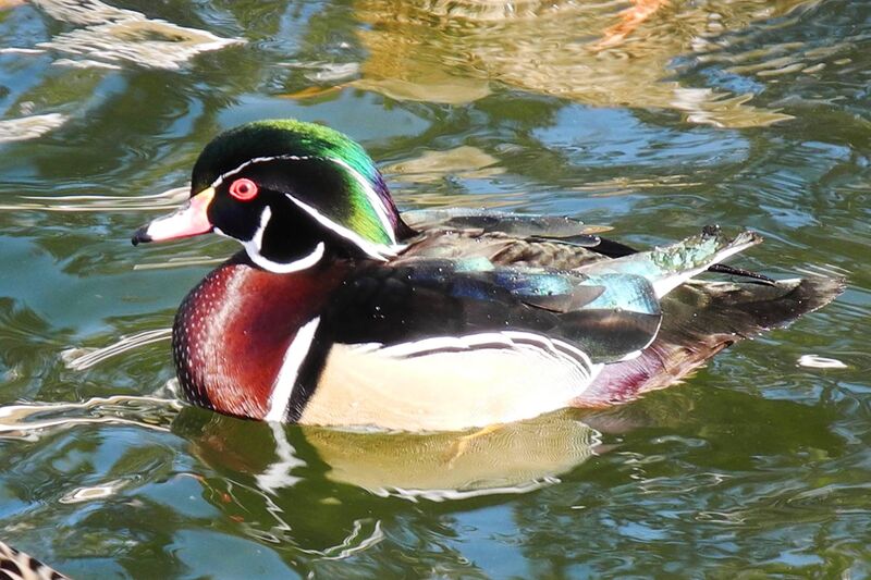 Would a Wood Duck