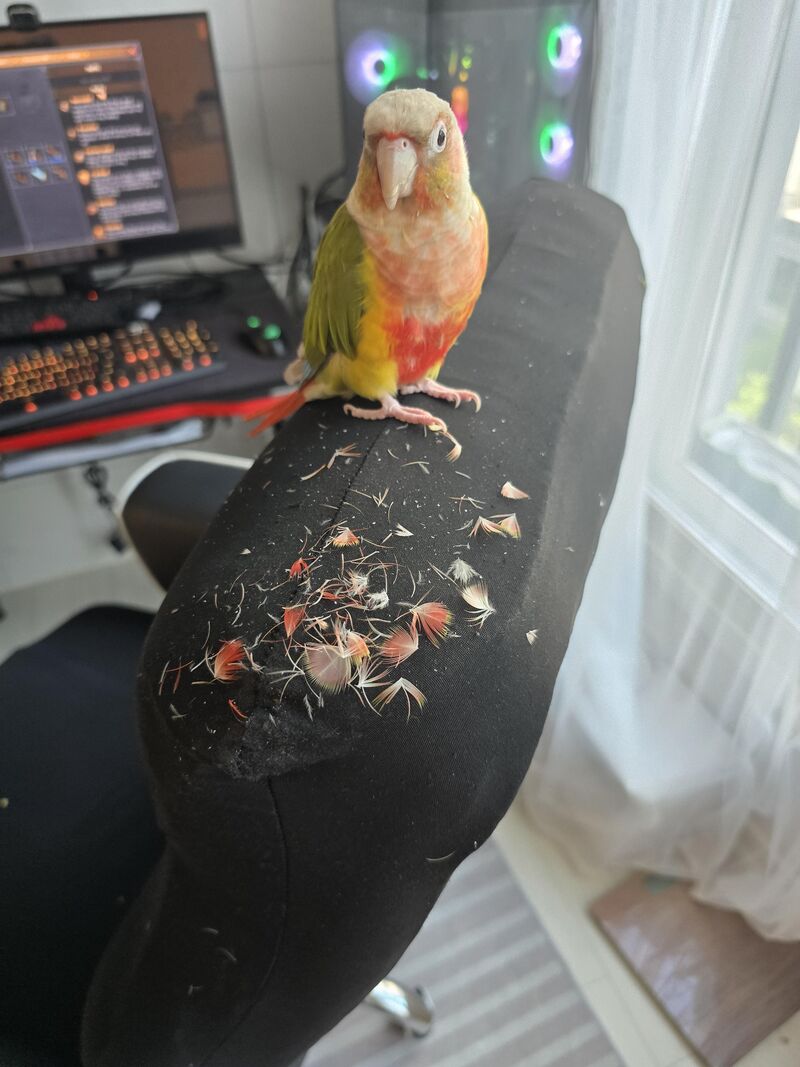 Green cheeked conure. Is this normal???